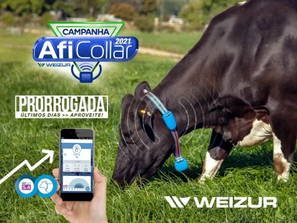 Aficollar Artigo 2
