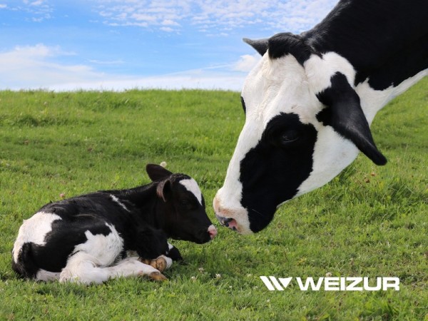 Reprodução Animal Weizur