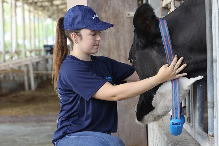 AfiCollar em Ação, Como Monitorar as vacas na fazenda?