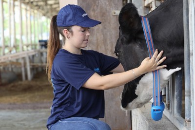 AfiCollar em Ação, Como Monitorar as vacas na fazenda?