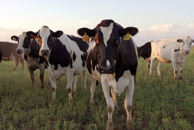 Gestão Informada de Vacas de Transição Ajuda a Maximizar o Potencial de Produção