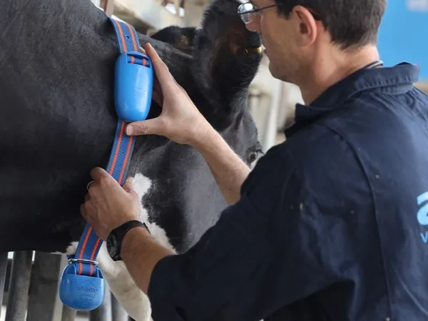 AFICOLLAR COLAR PARA VACAS - FOTO 3
