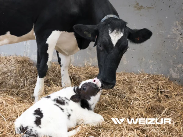 Aficollar 5